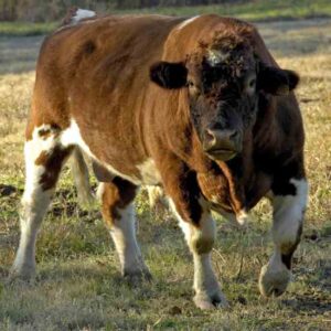 Livestock Conservancy Seeks New Home for Native Shorthorns Image